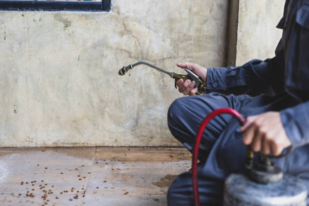 Wasp Removal Services in South San Francisco, CA